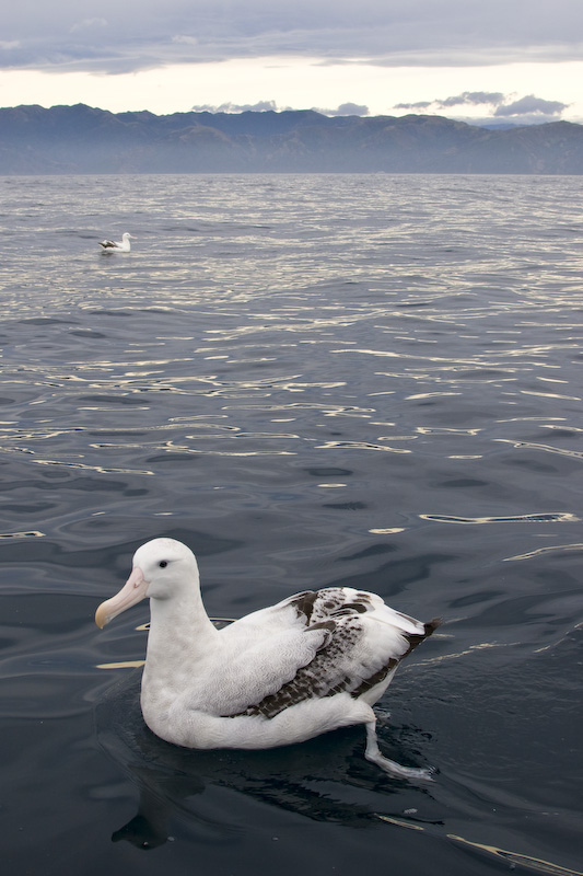 Wandering Albatross